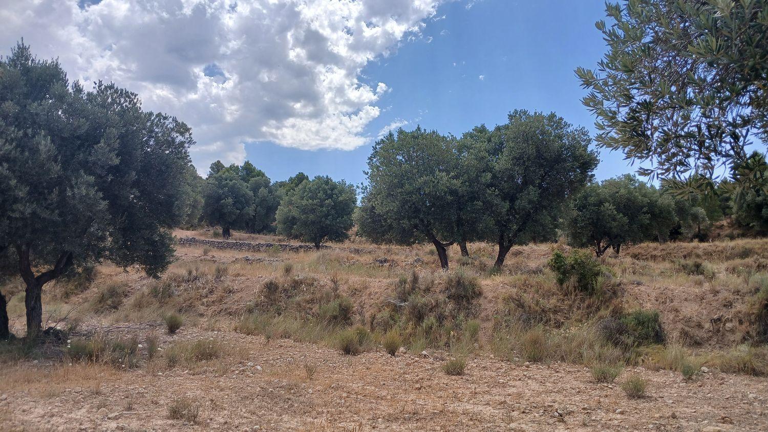 Building Site for Sale in Torrevelilla