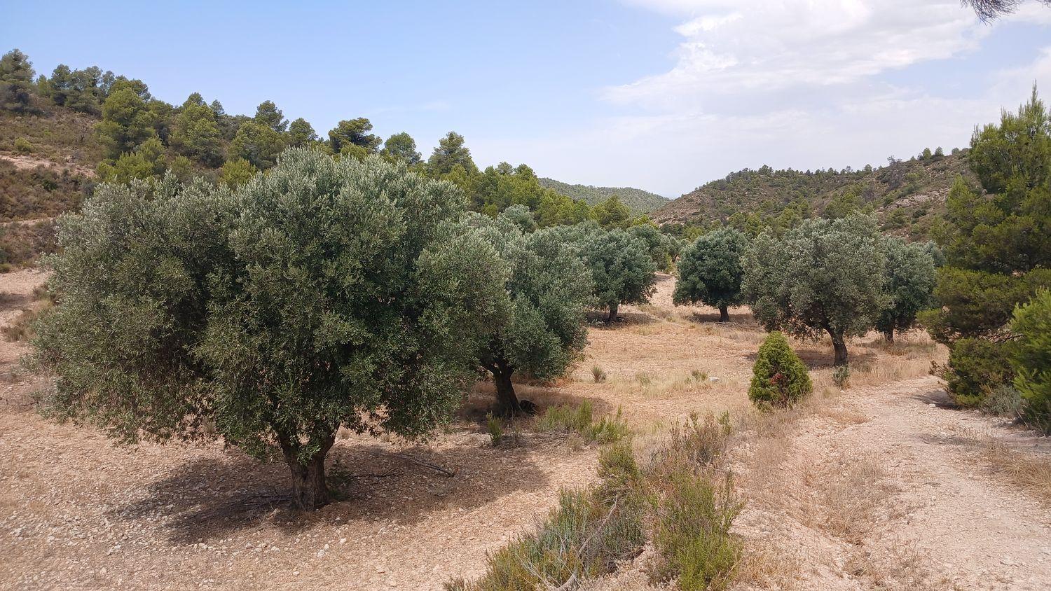 Building Site for Sale in Torrevelilla