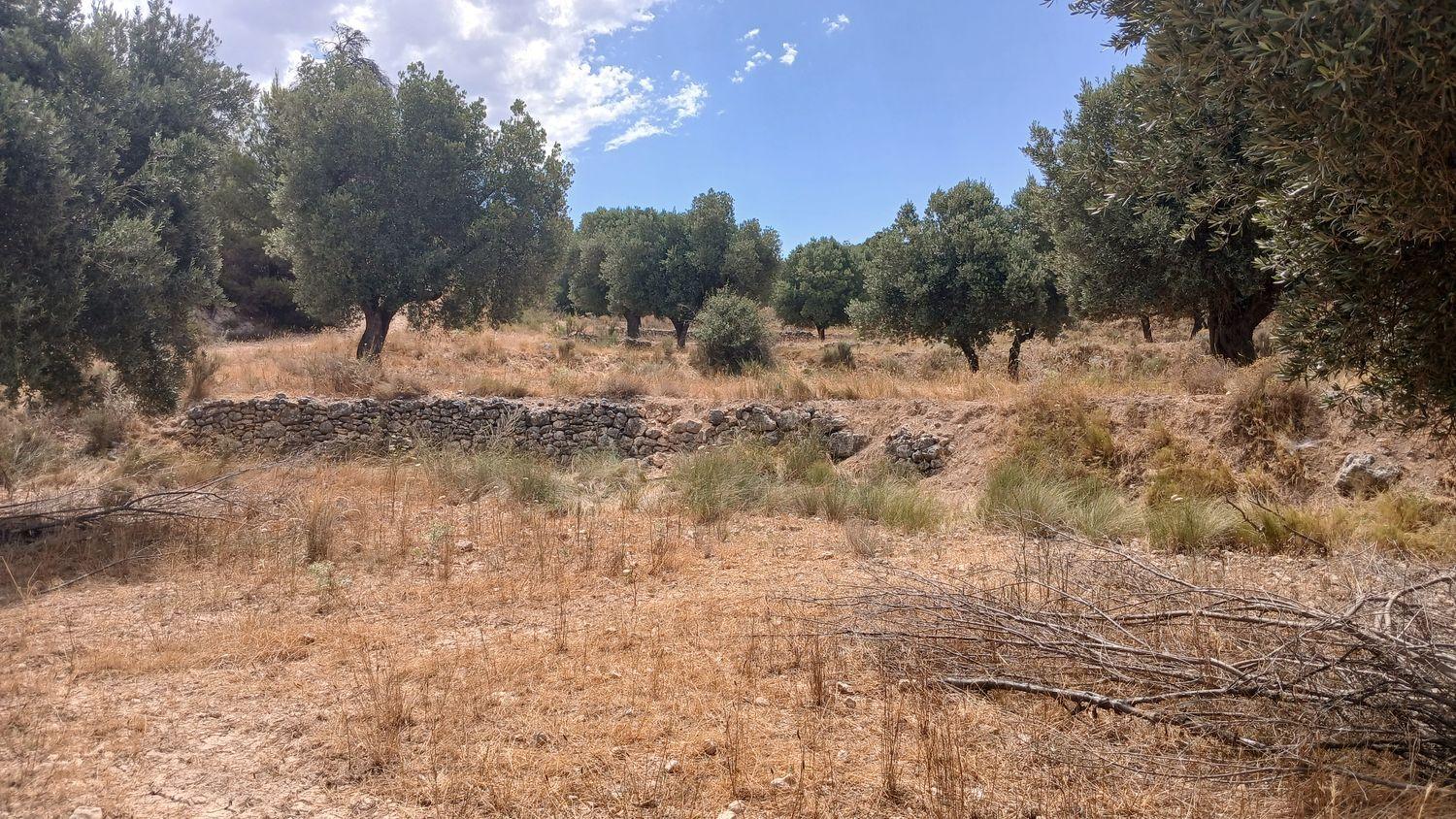 Building Site for Sale in Torrevelilla