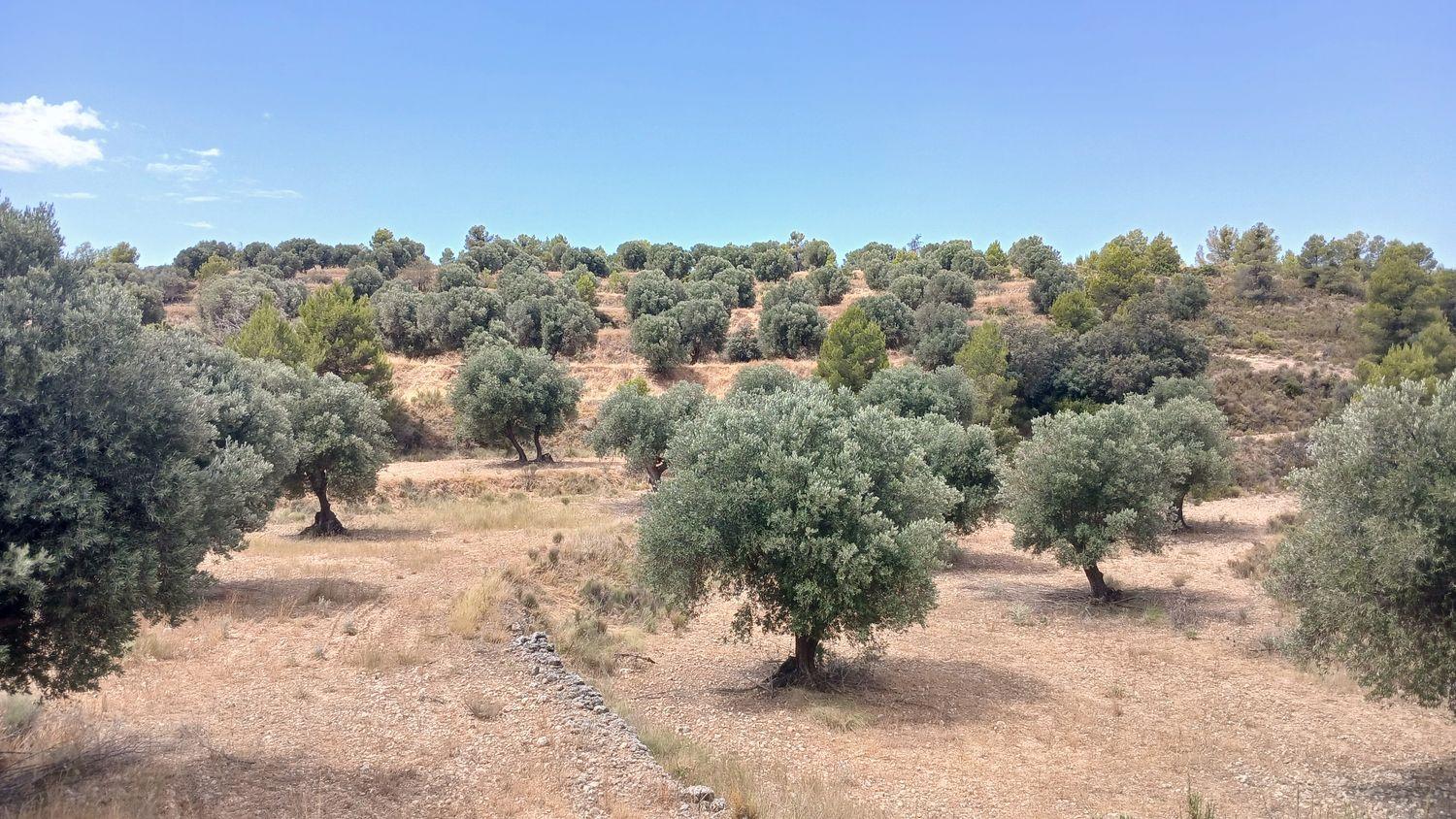 Building Site for Sale in Torrevelilla