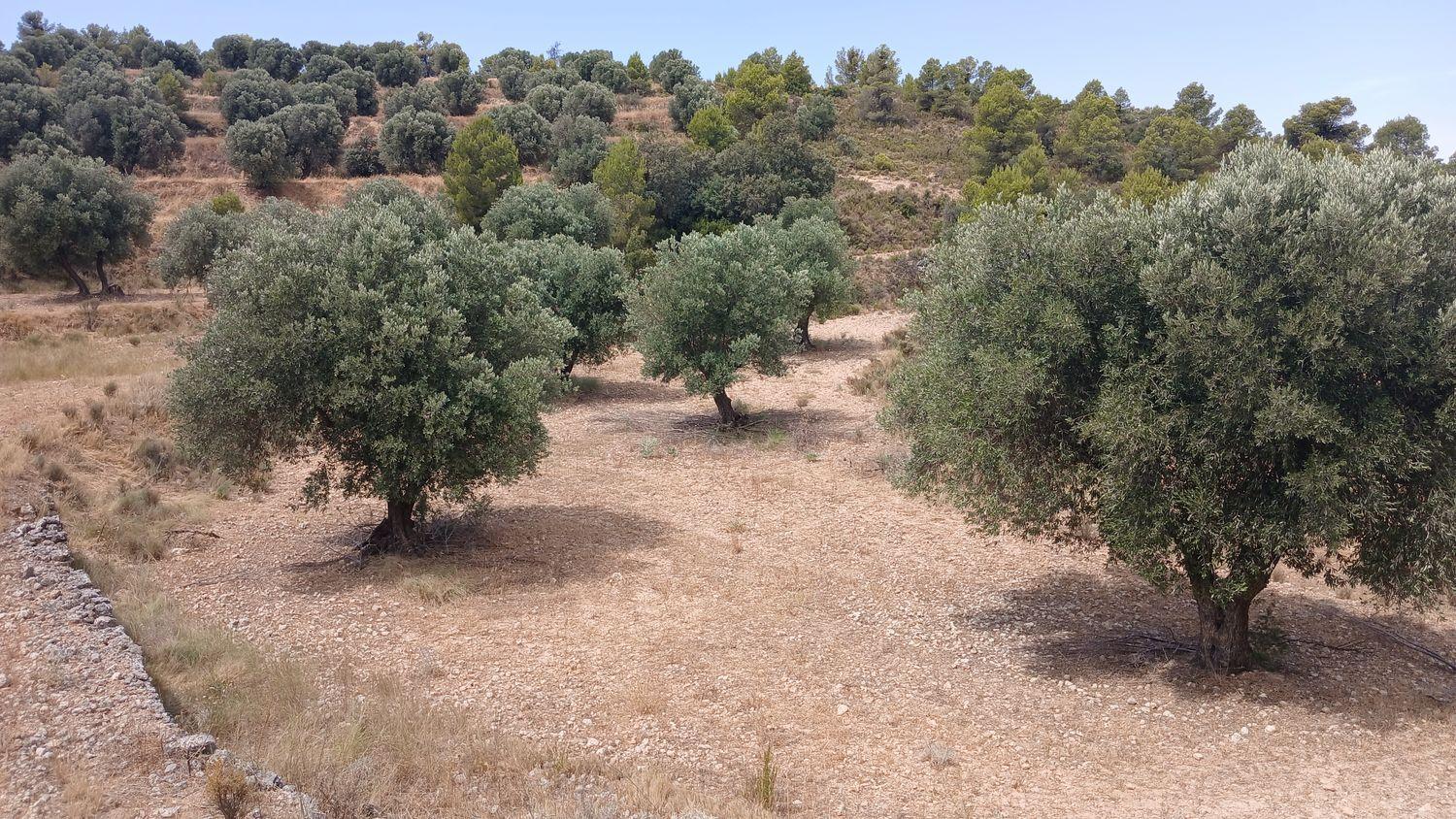 Building Site for Sale in Torrevelilla