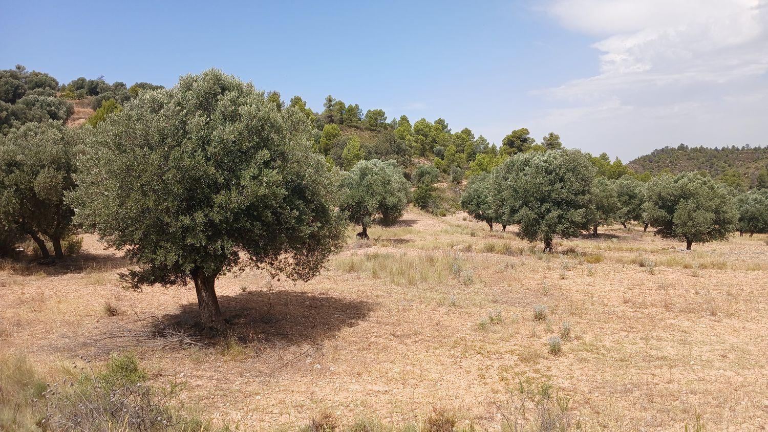 Building Site for Sale in Torrevelilla