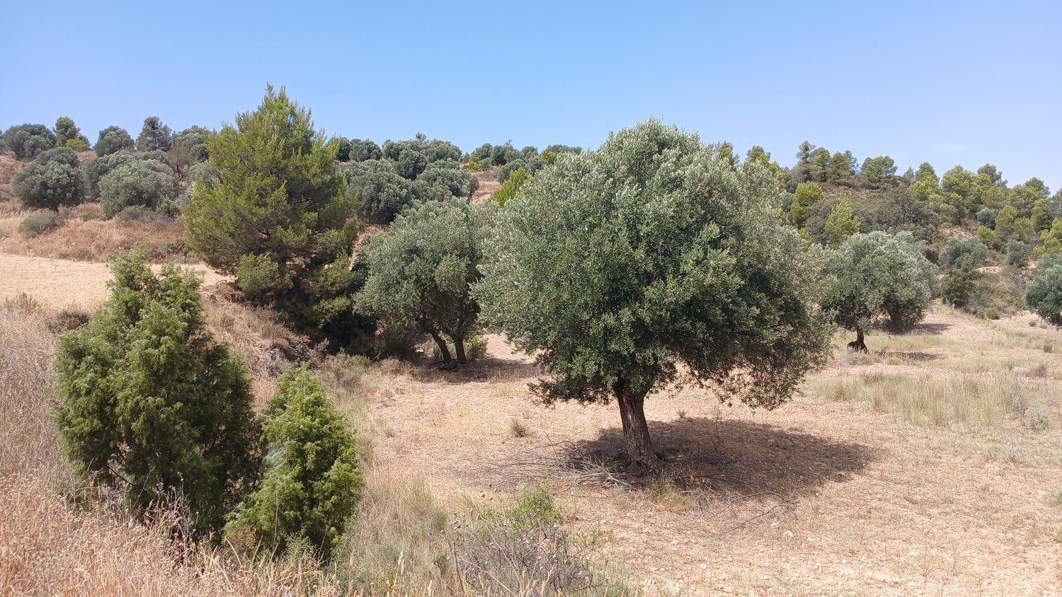 Building Site for Sale in Torrevelilla