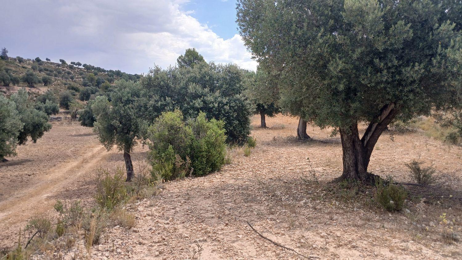 Building Site for Sale in Torrevelilla