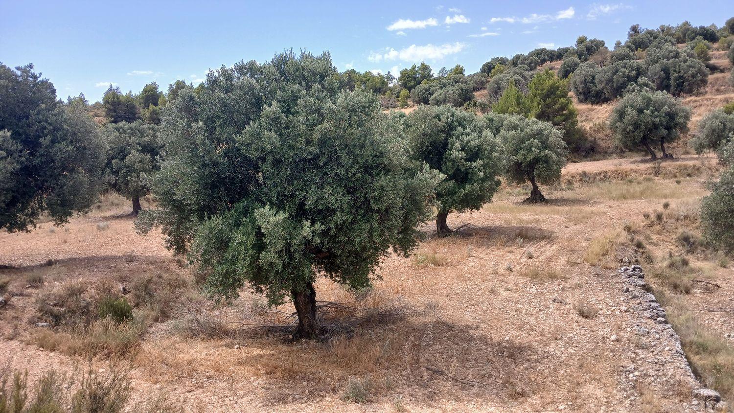 Building Site for Sale in Torrevelilla