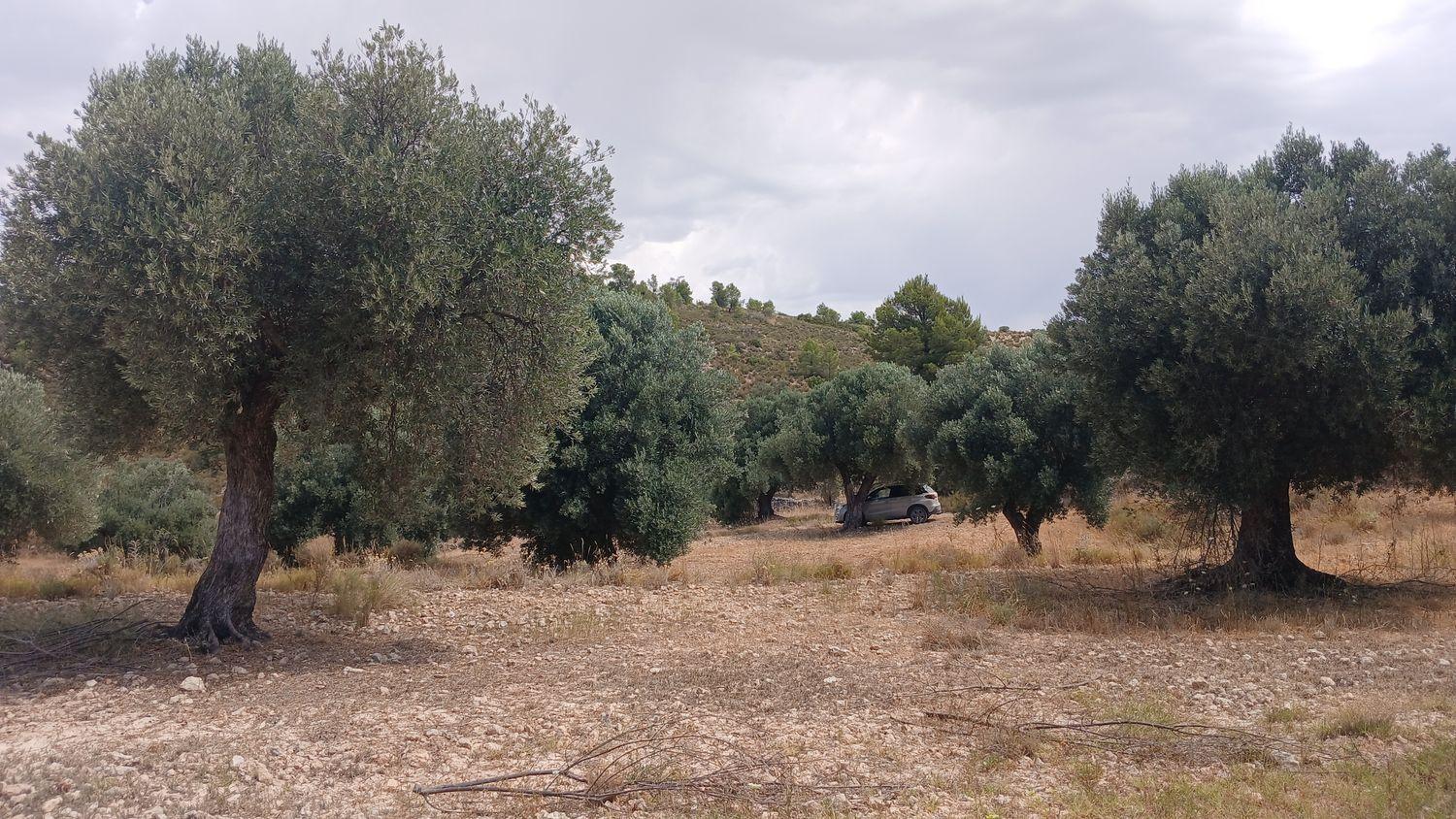 Building Site for Sale in Torrevelilla