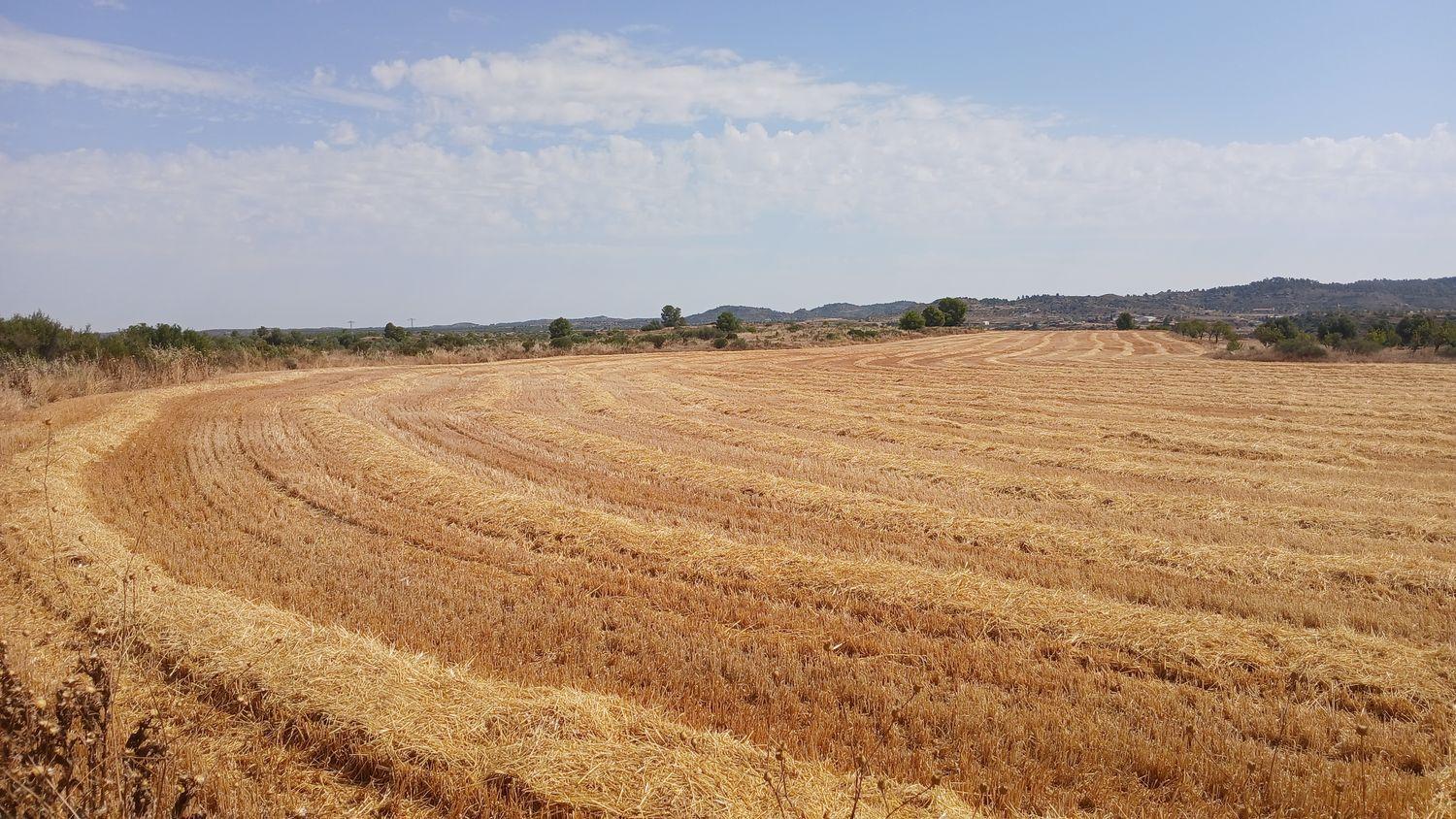 Building Site for Sale in Castelserás