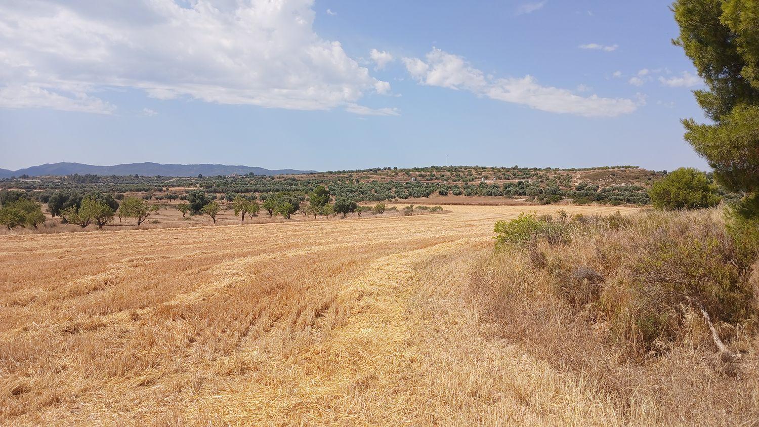 Building Site for Sale in Castelserás