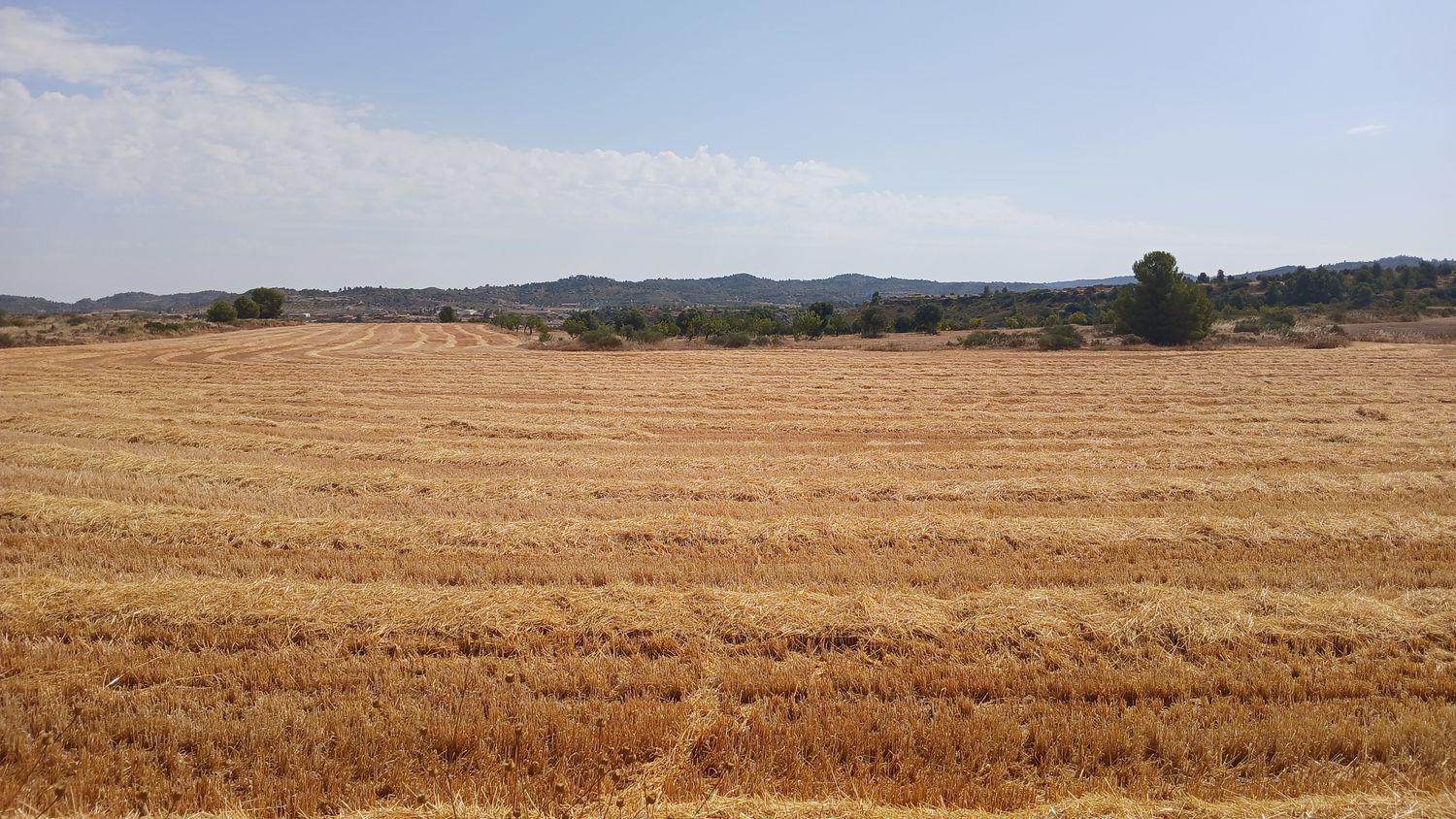Building Site for Sale in Castelserás