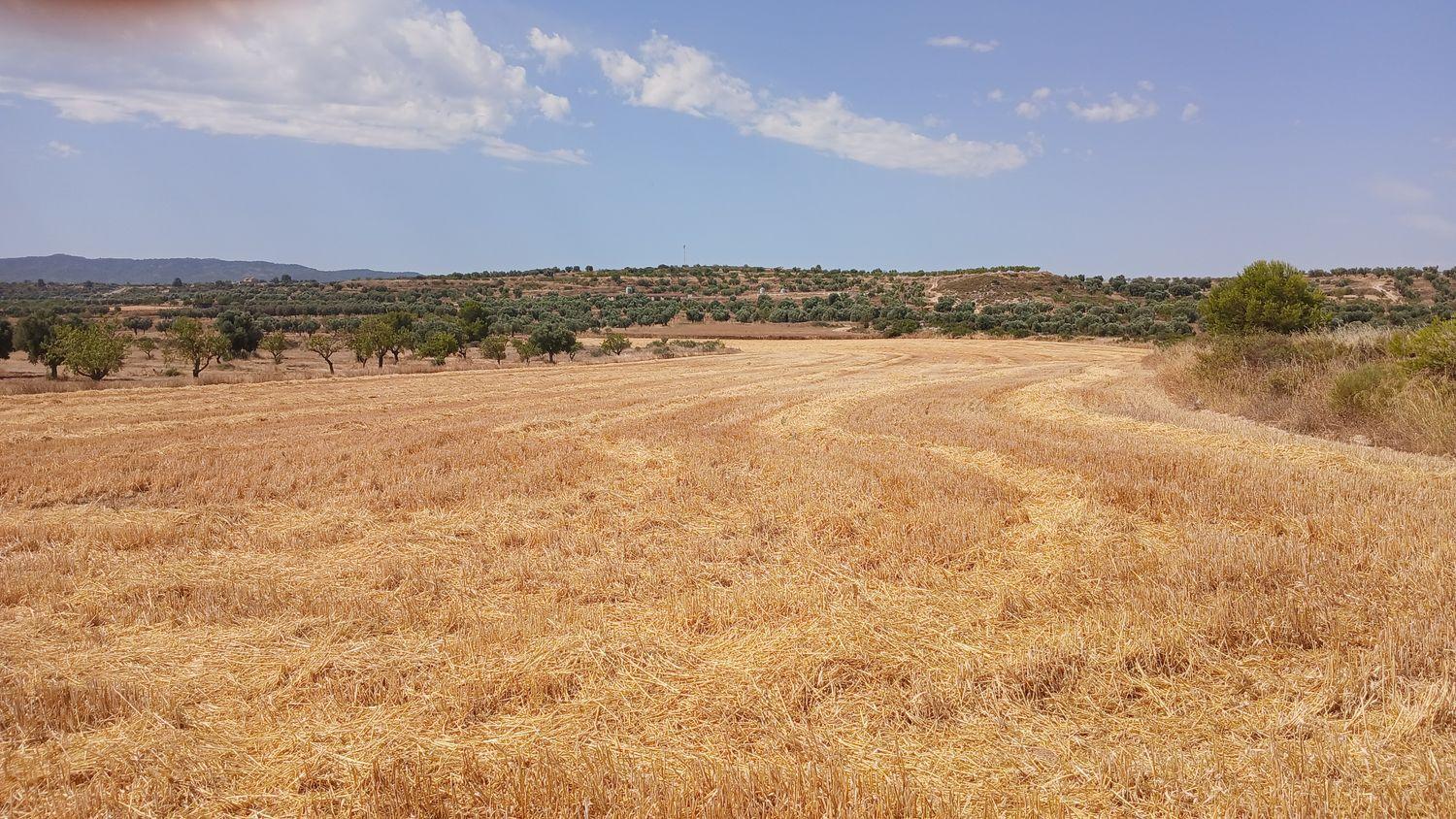 Building Site for Sale in Castelserás
