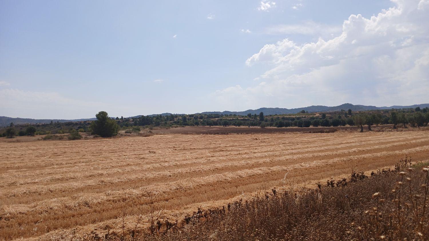 Building Site for Sale in Castelserás