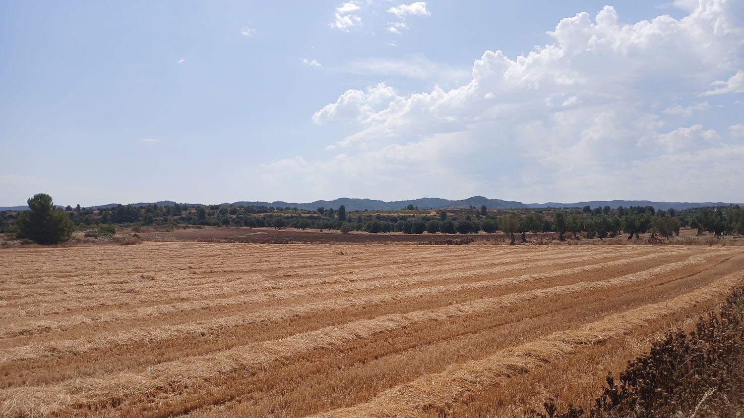 Building Site for Sale in Castelserás