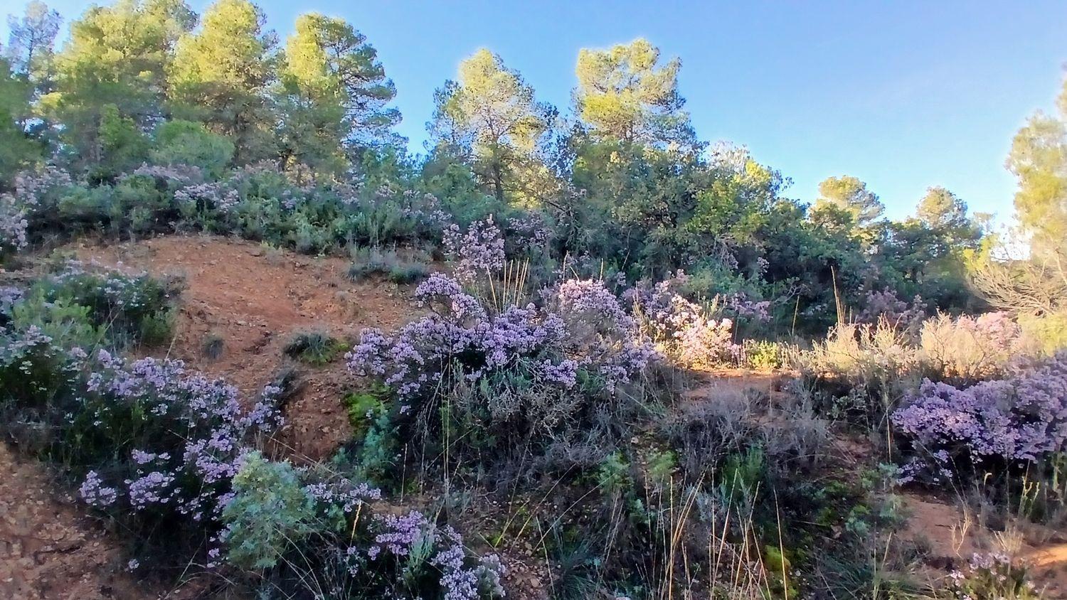 Building Site for Sale in Cretas