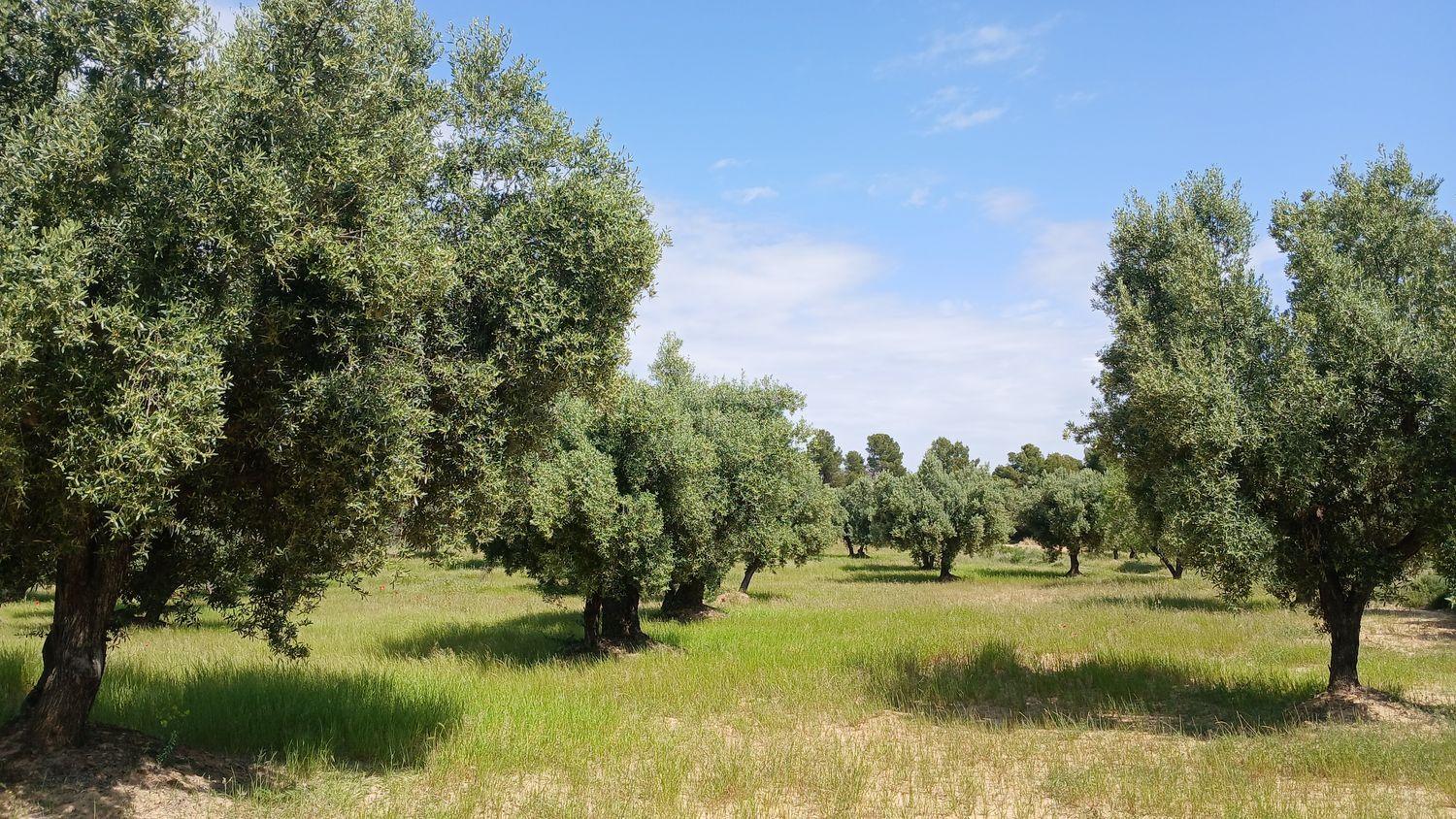 Building Site for Sale in La Portellada