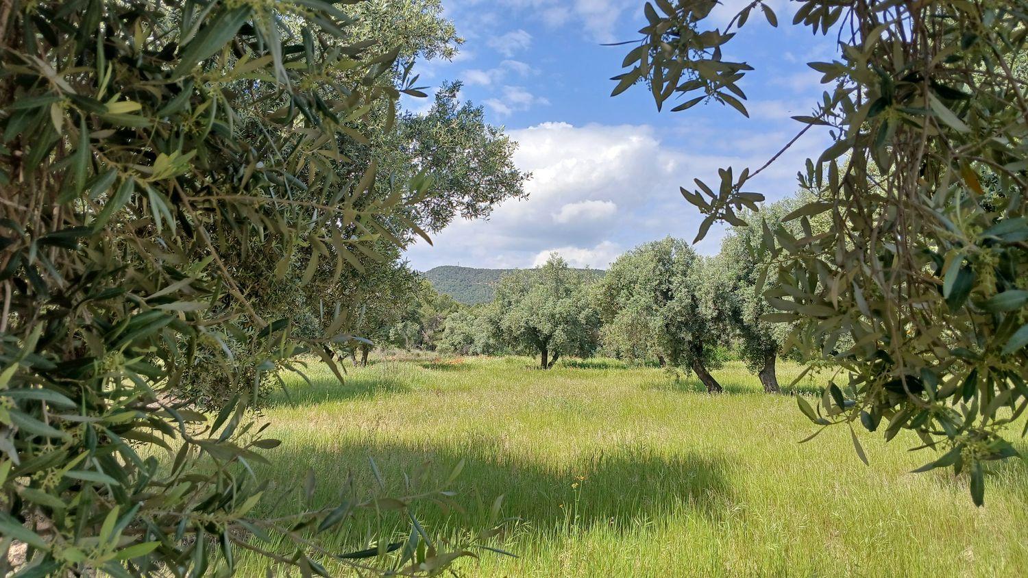 Building Site for Sale in La Portellada
