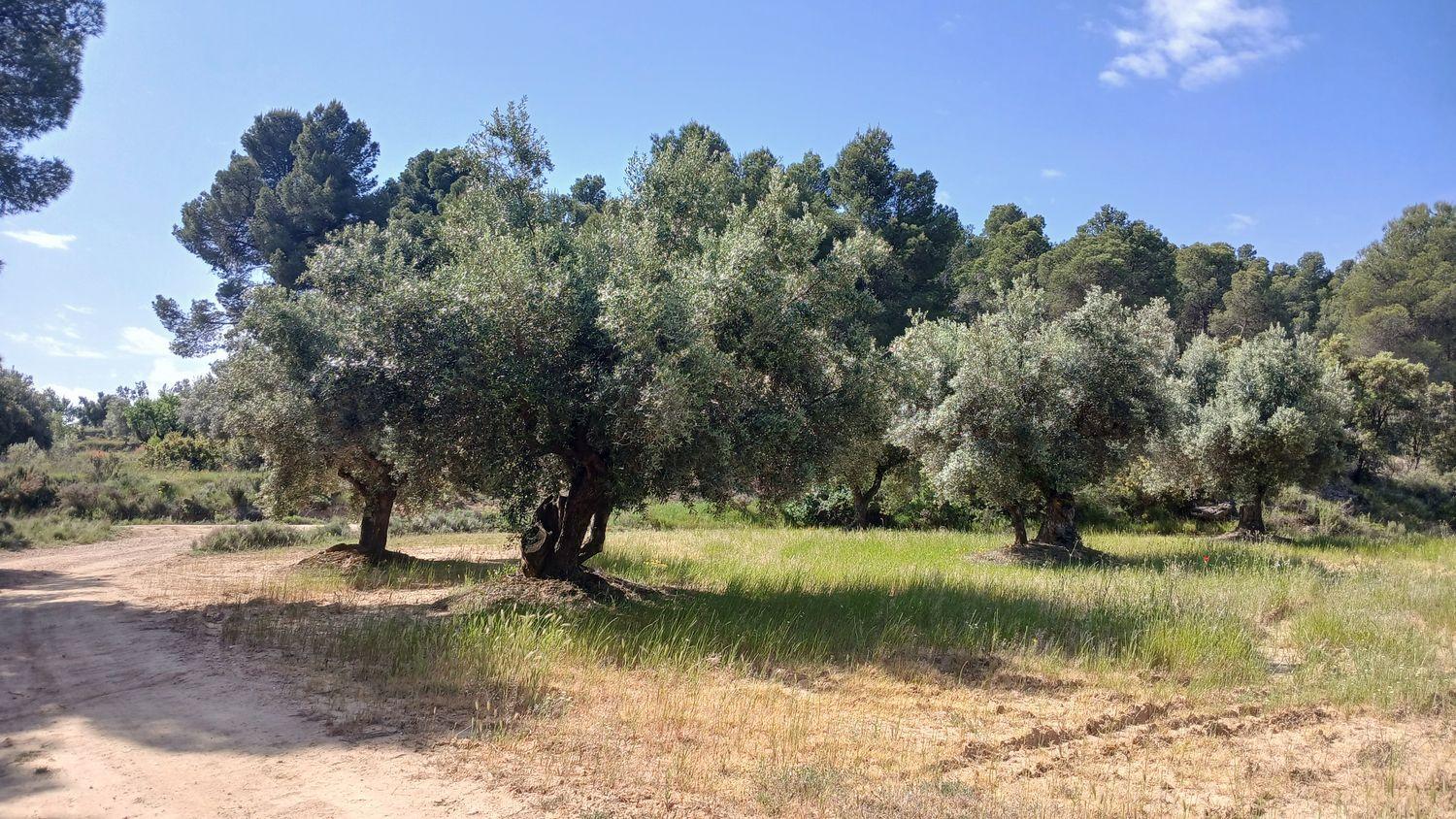 Building Site for Sale in La Portellada