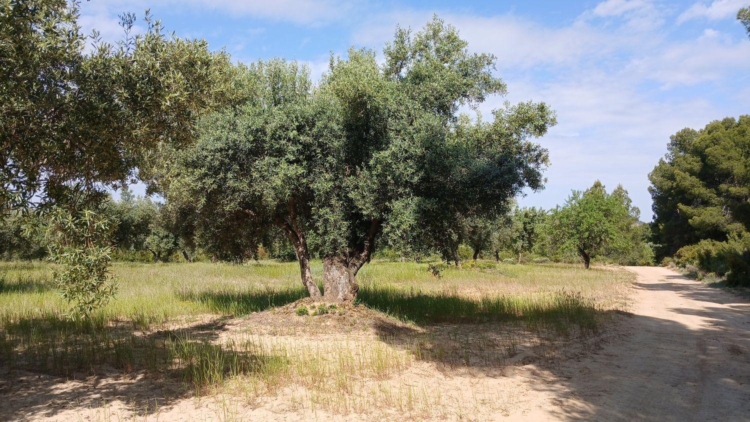 Building Site for Sale in La Portellada