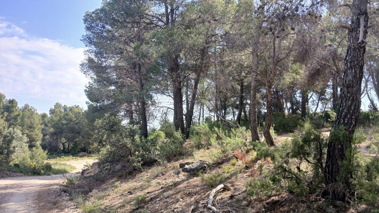 Building Site for Sale in La Portellada