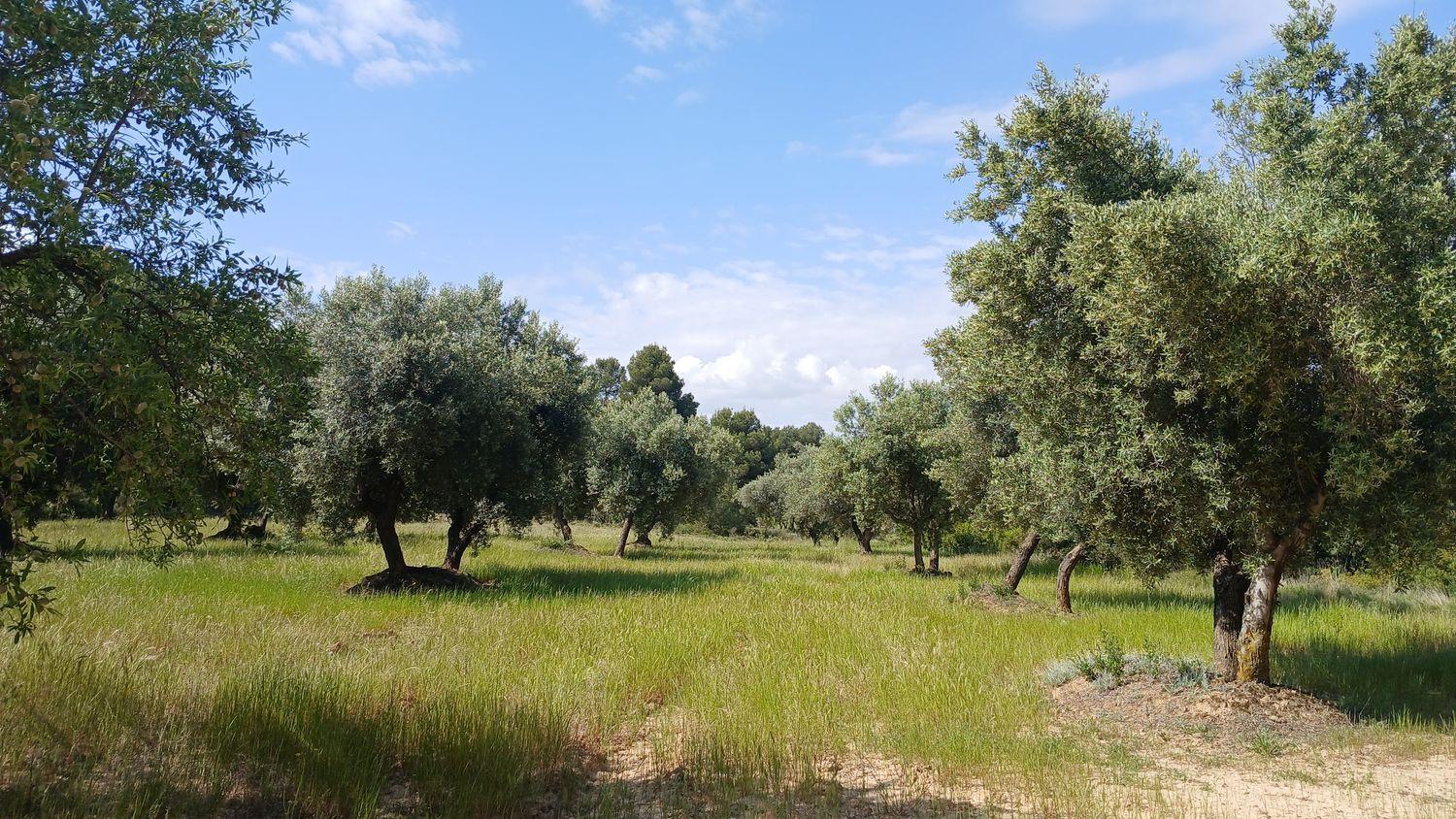 Building Site for Sale in La Portellada