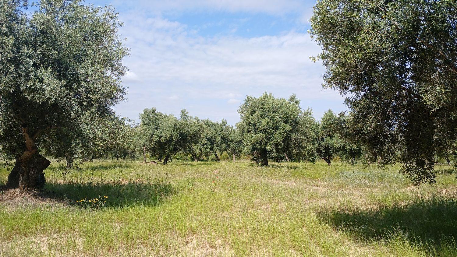 Building Site for Sale in La Portellada