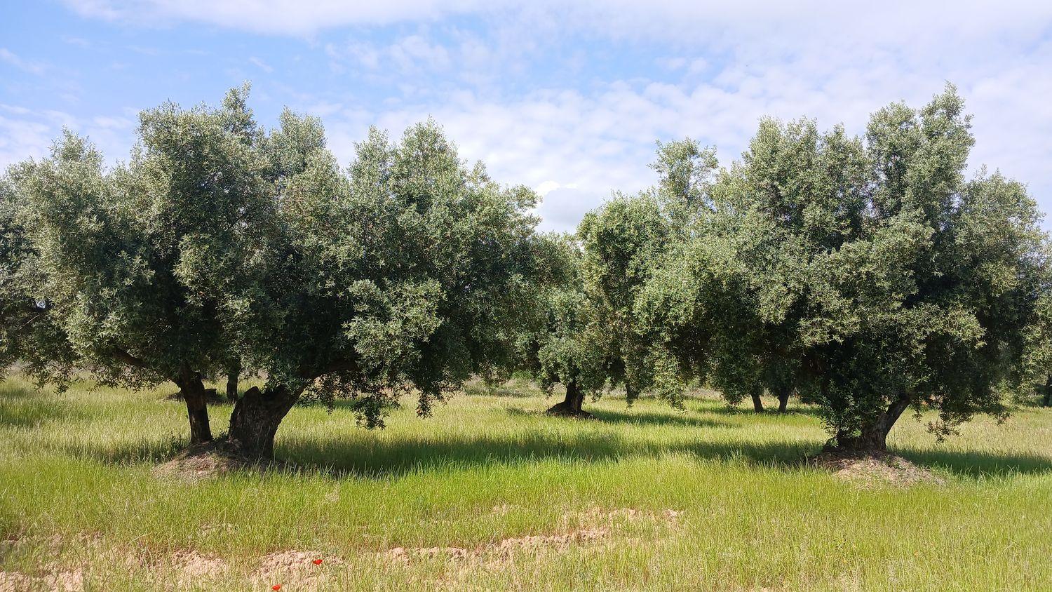 Building Site for Sale in La Portellada