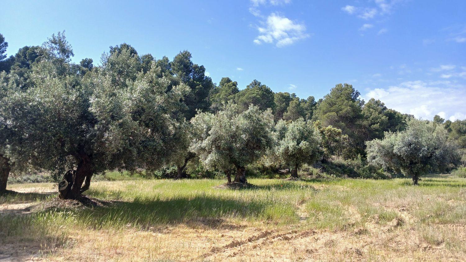 Building Site for Sale in La Portellada