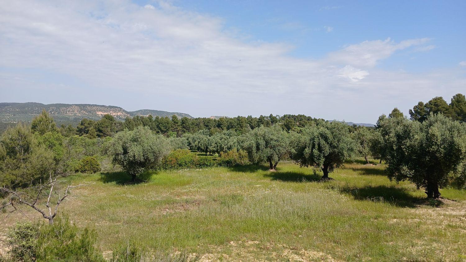 Building Site for Sale in La Portellada