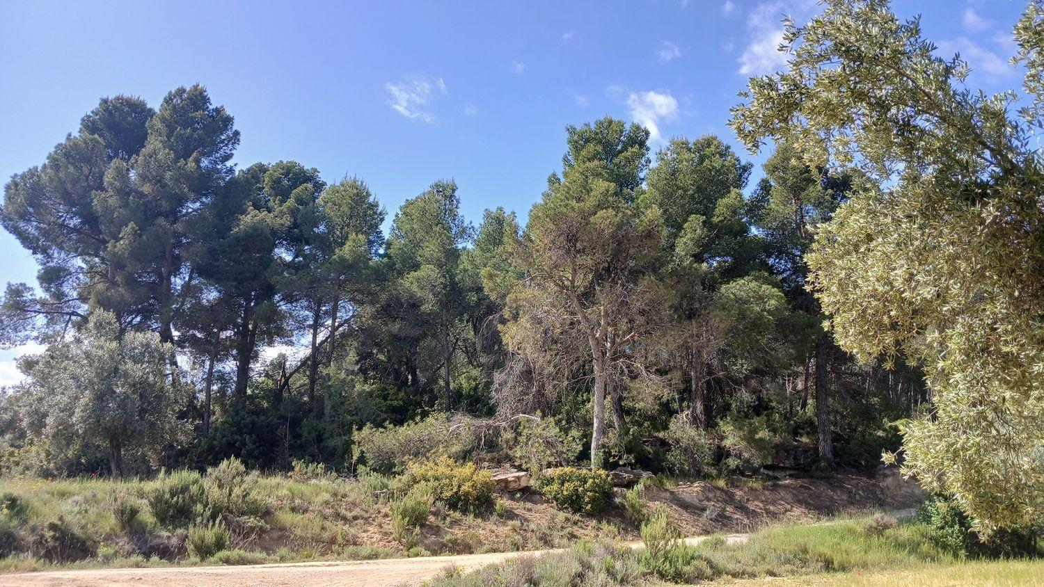 Building Site for Sale in La Portellada