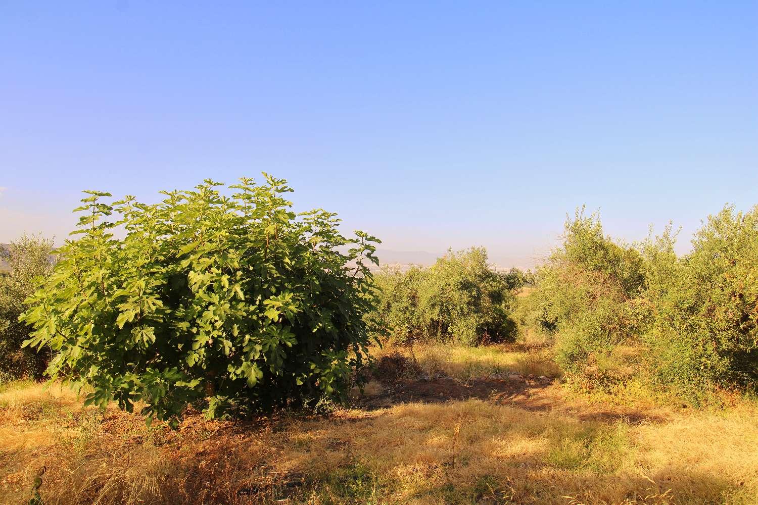 Plot for Sale in Alhaurín de la Torre