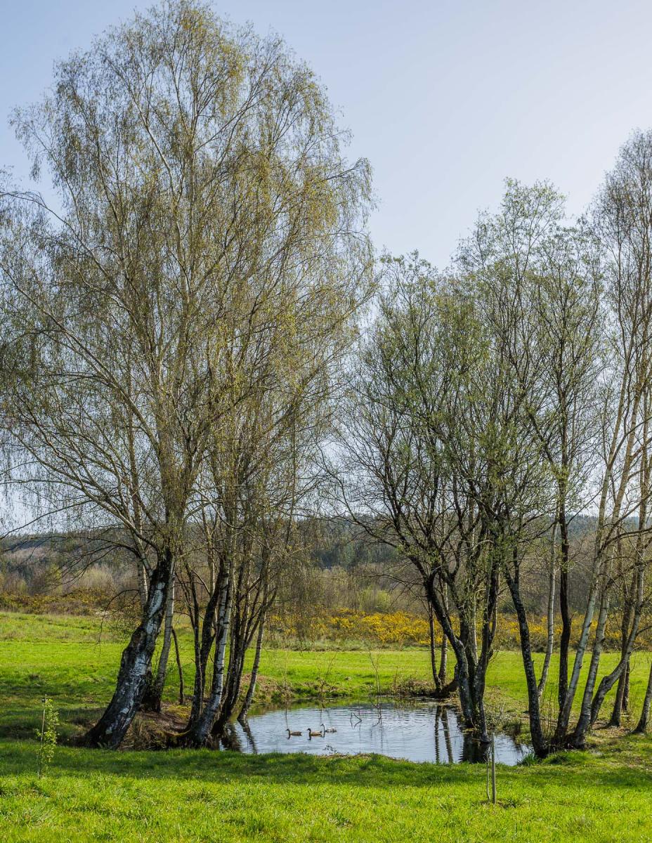 Finca en Venta en Lugo