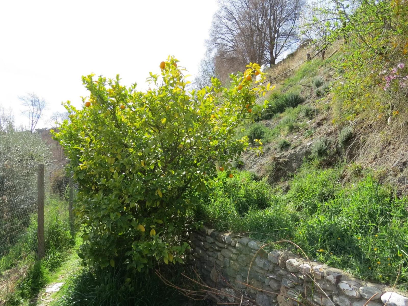 House for Sale in Bérchules