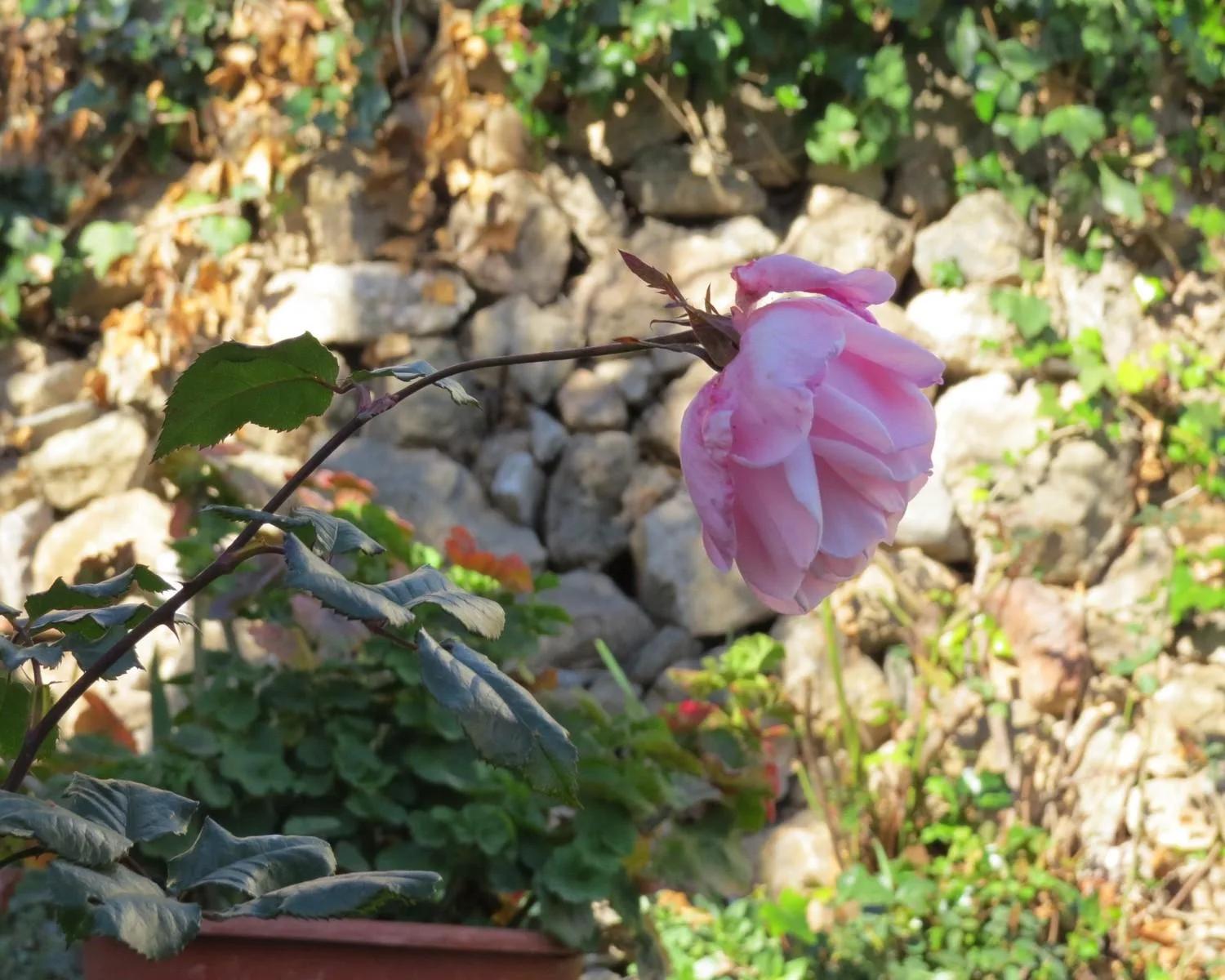 House for Sale in Alpujarra de la Sierra