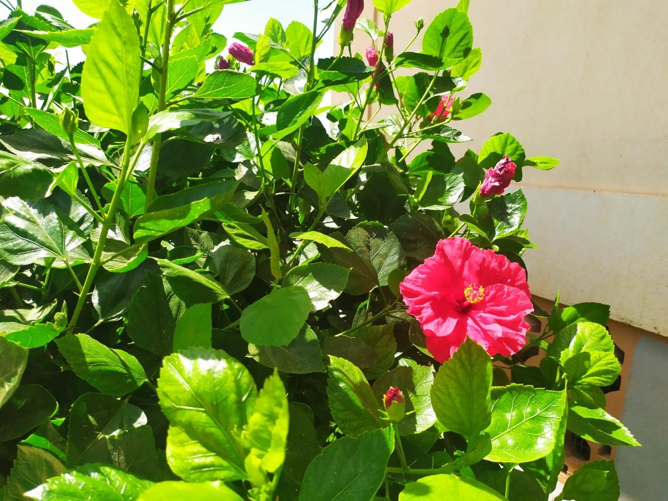 Apartment for Sale in Torrox