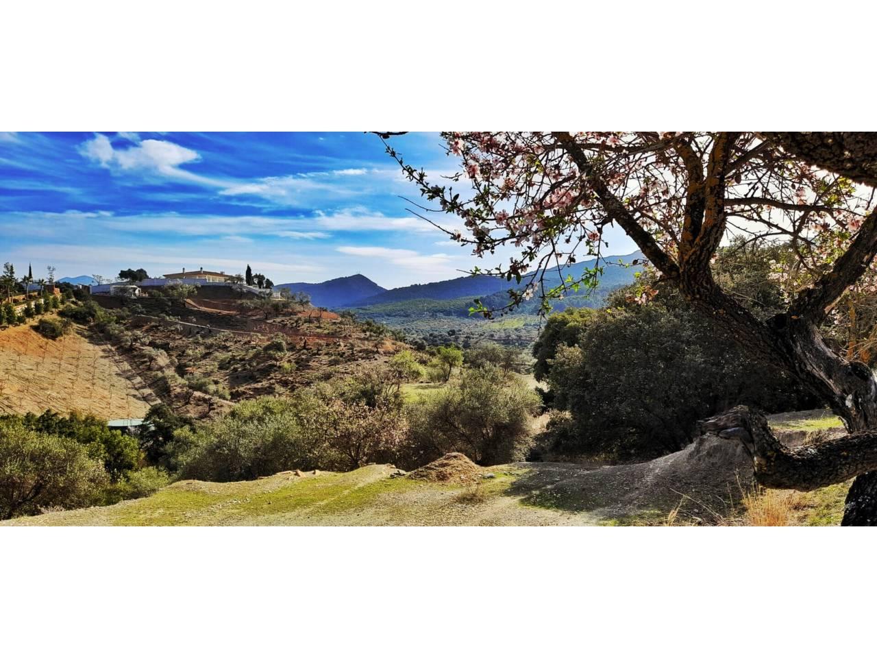 Building Site for Sale in Monda