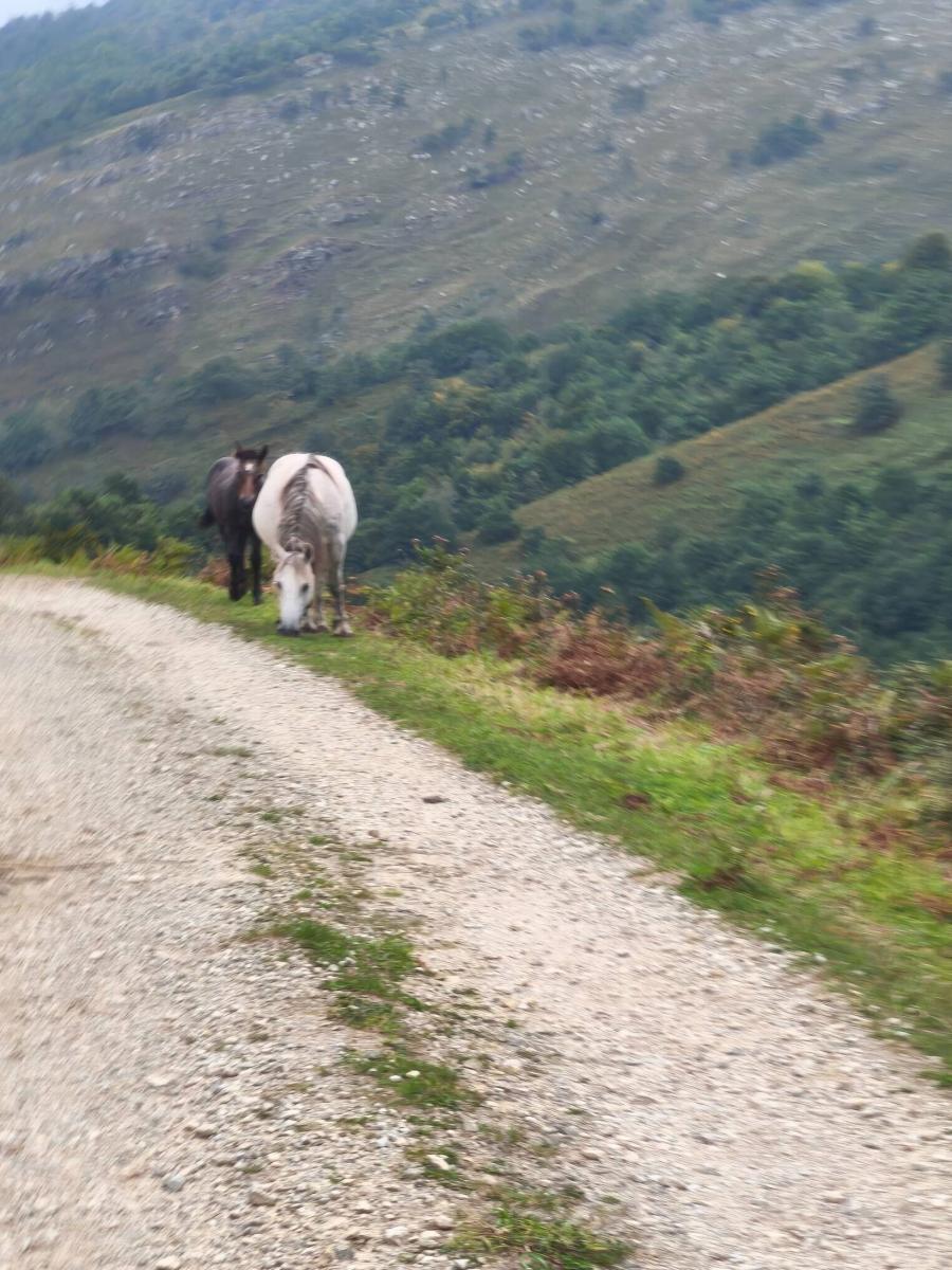 Chalet for Sale in Rionansa