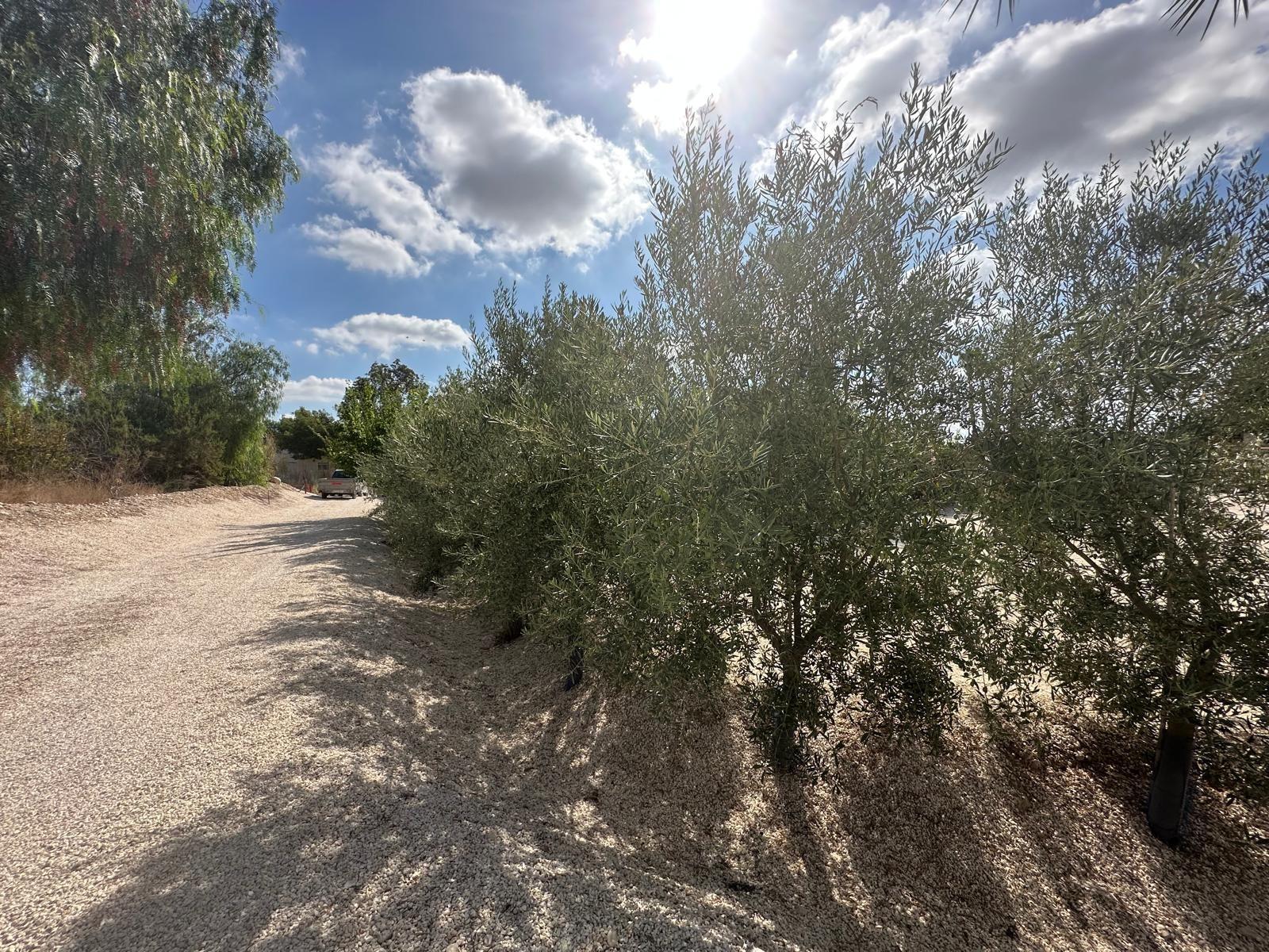 Casa en Venta en Crevillent