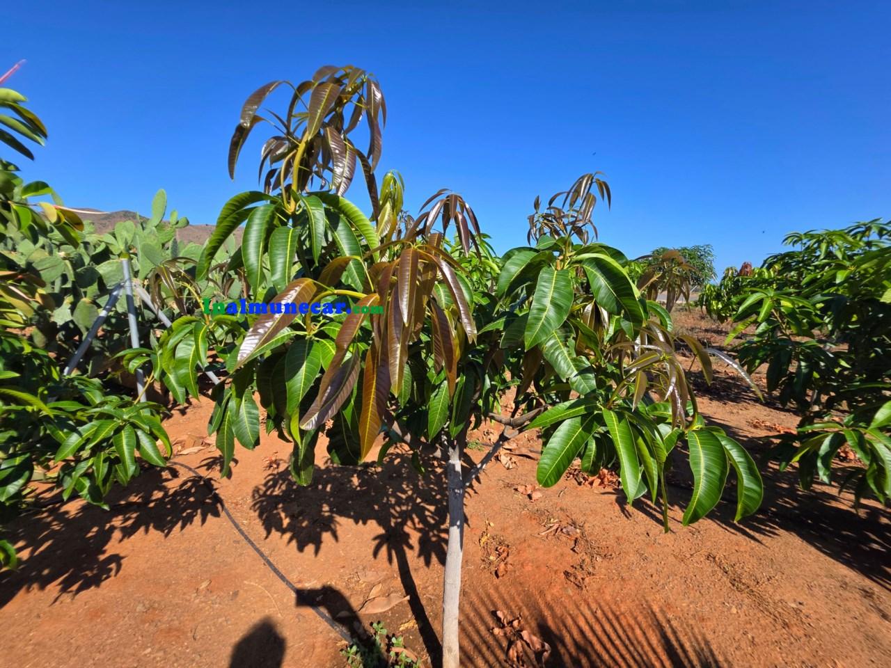 Plot for Sale in Almuñécar