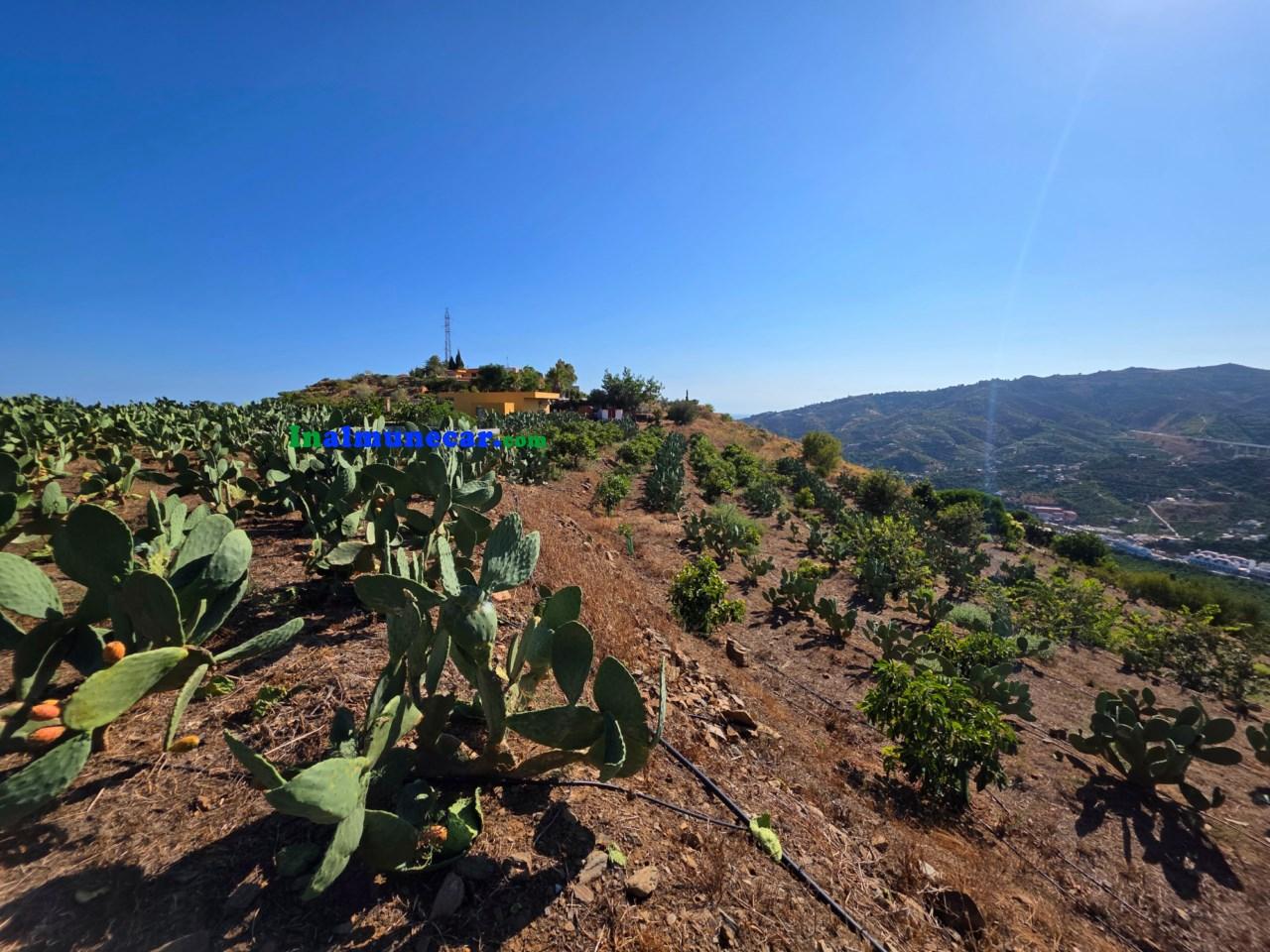 Plot for Sale in Almuñécar