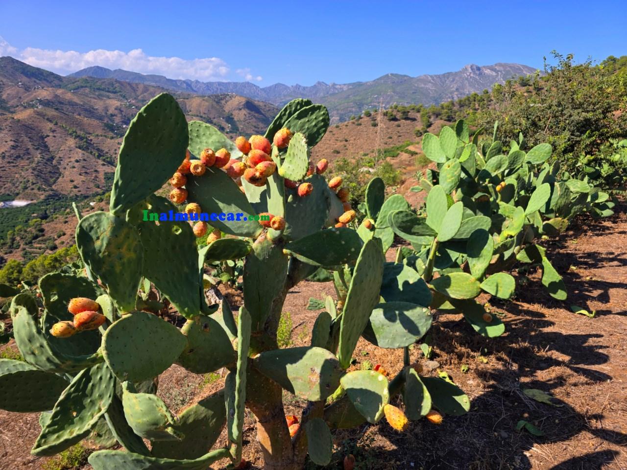 Plot for Sale in Almuñécar