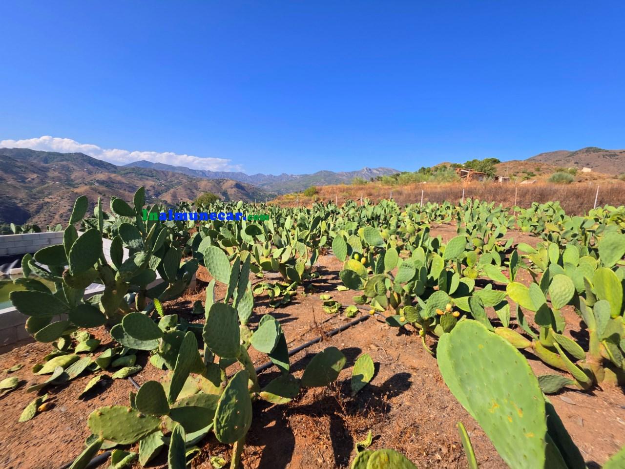 Plot for Sale in Almuñécar