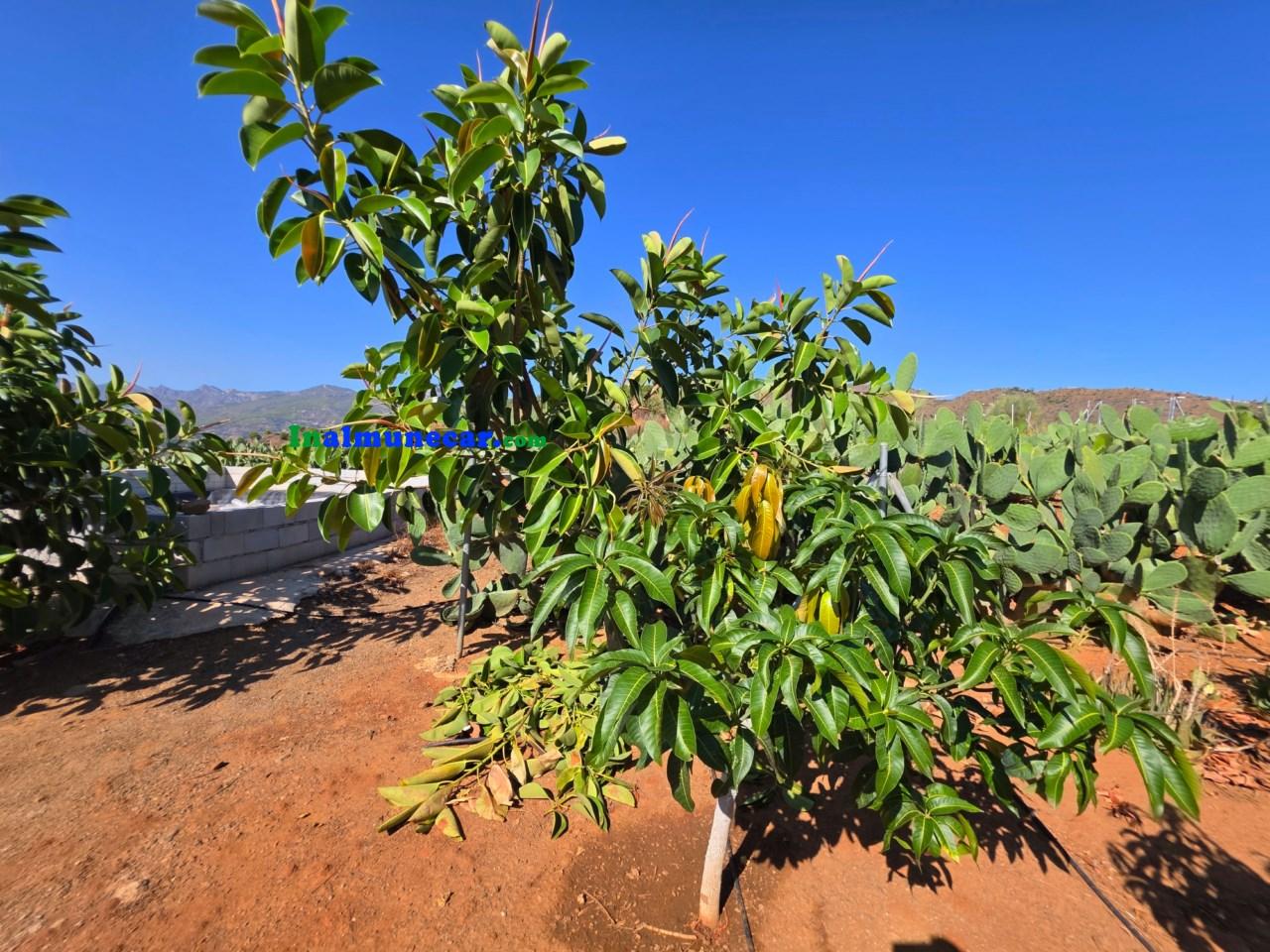 Plot for Sale in Almuñécar