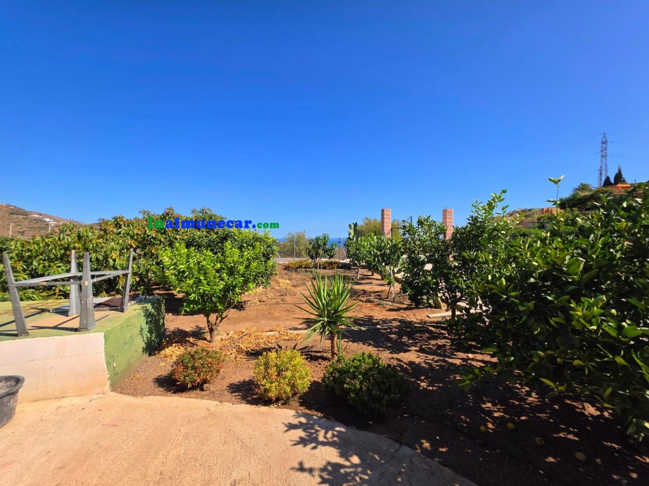 Plot for Sale in Almuñécar