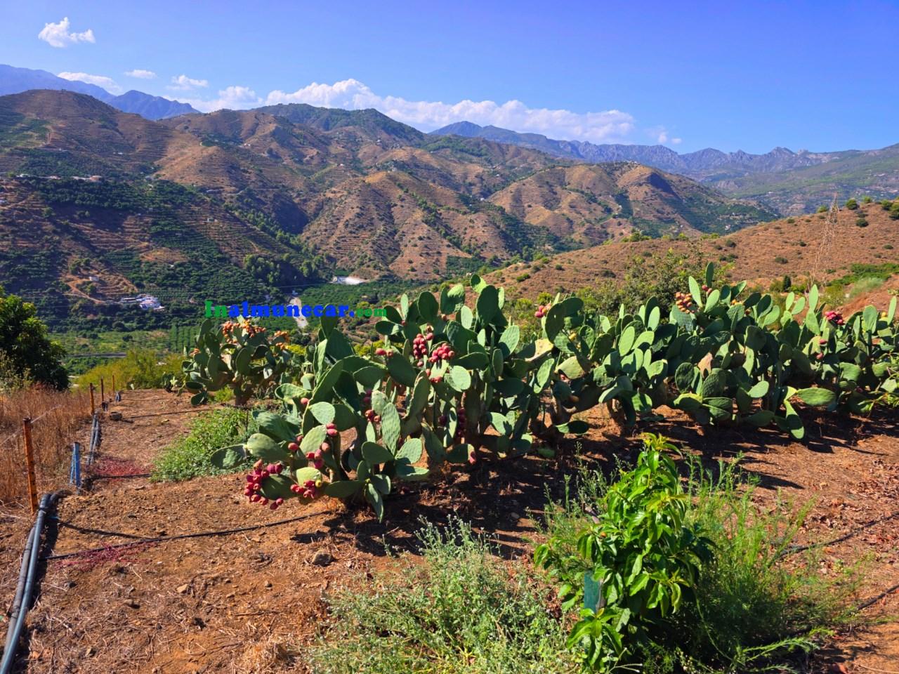 Plot for Sale in Almuñécar