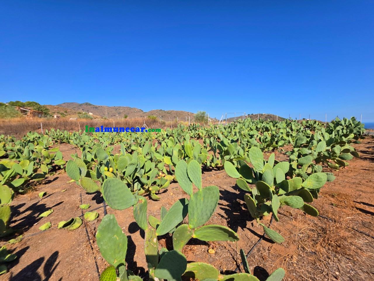 Plot for Sale in Almuñécar