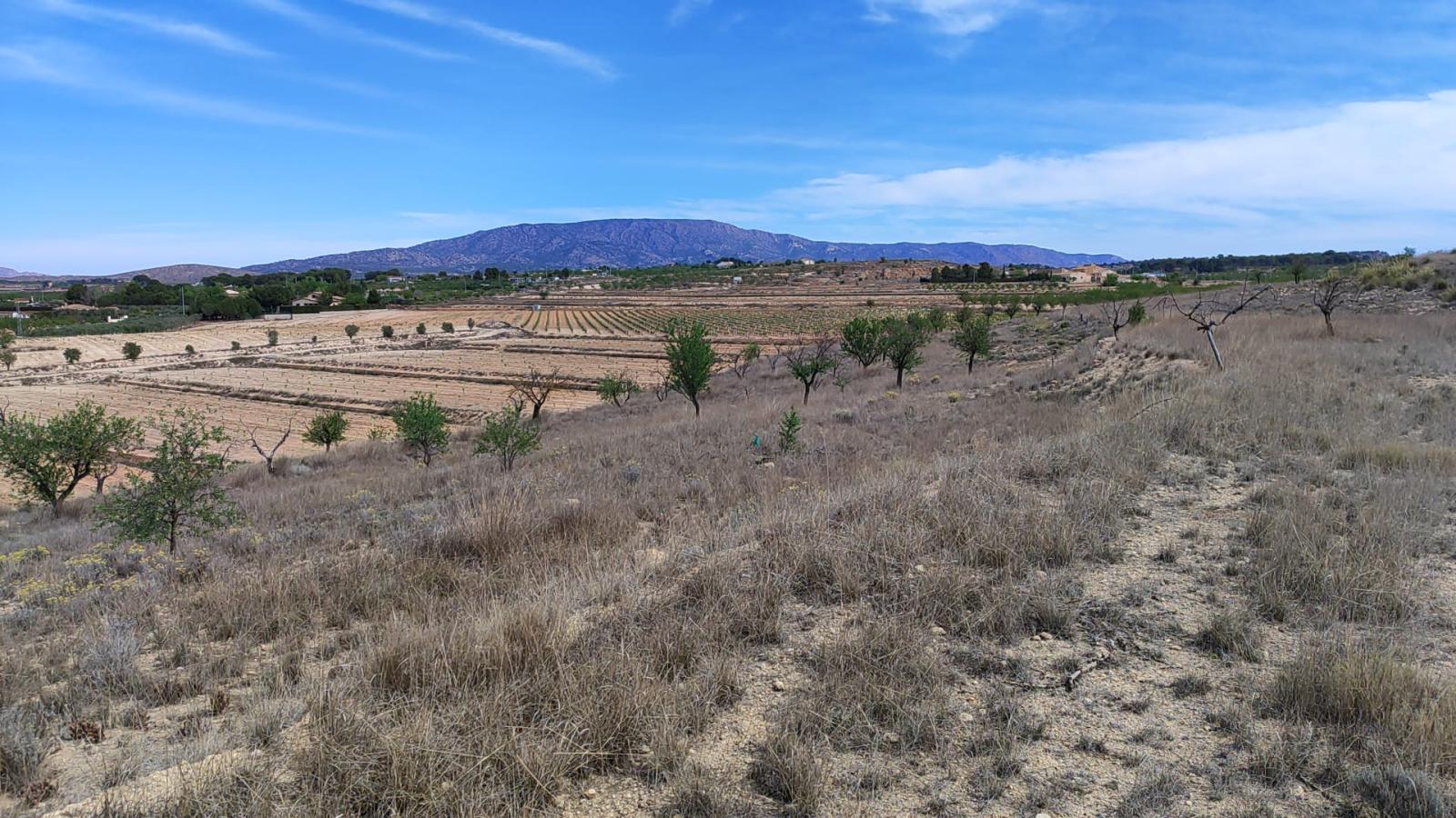 Solar en Venta en Pinoso