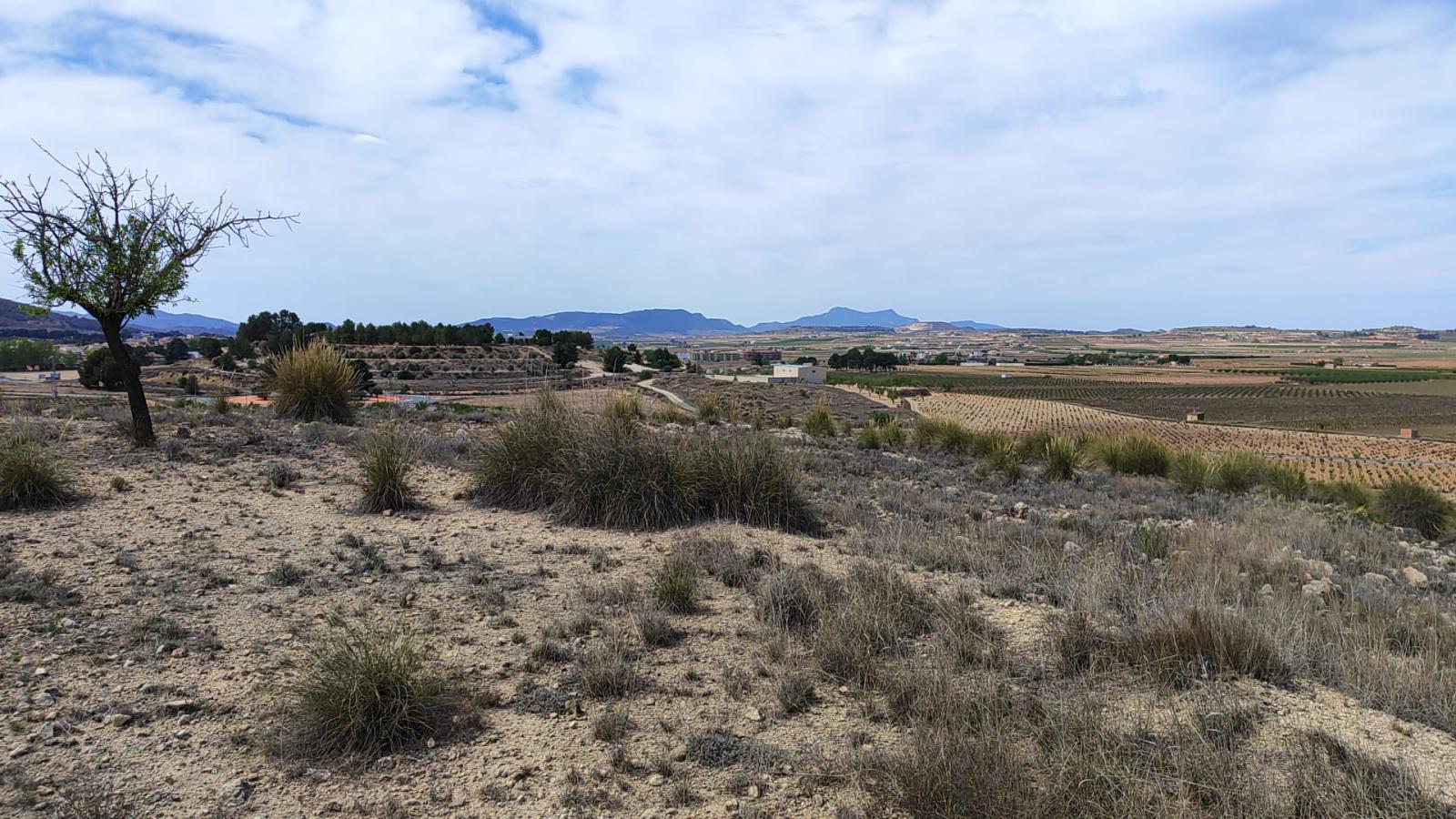 Solar en Venta en Pinoso