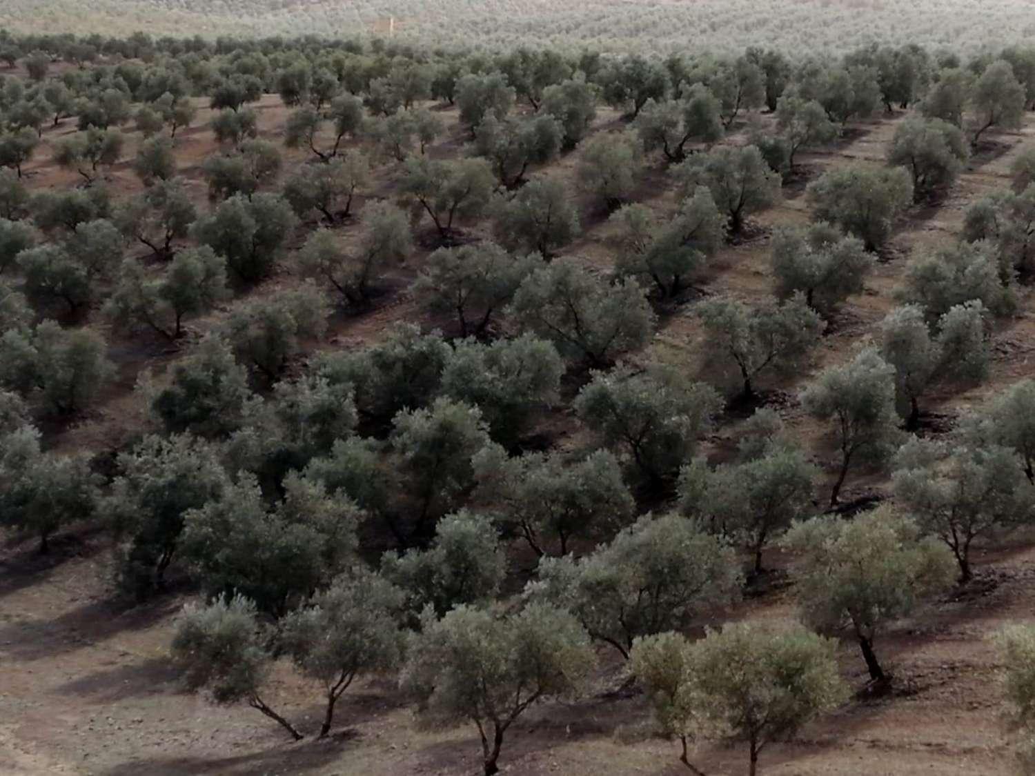Finca en Venta en Sierra de Yeguas