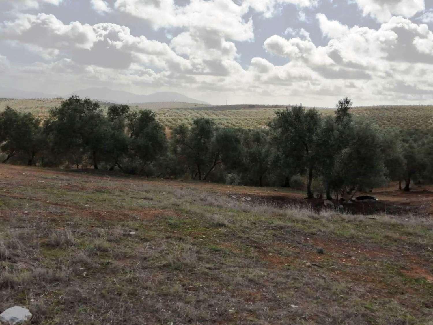 Finca en Venta en Sierra de Yeguas