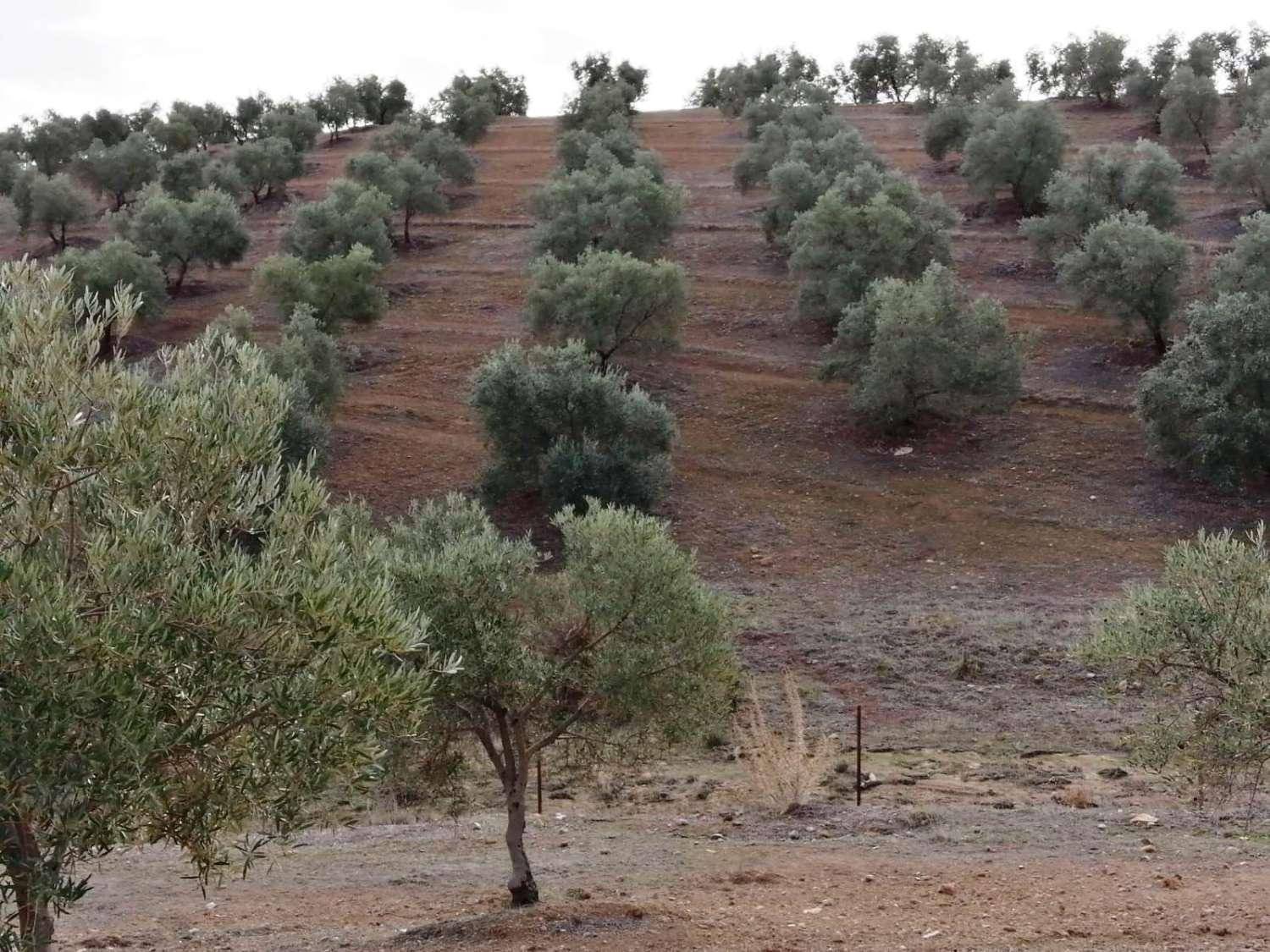 Finca en Venta en Sierra de Yeguas