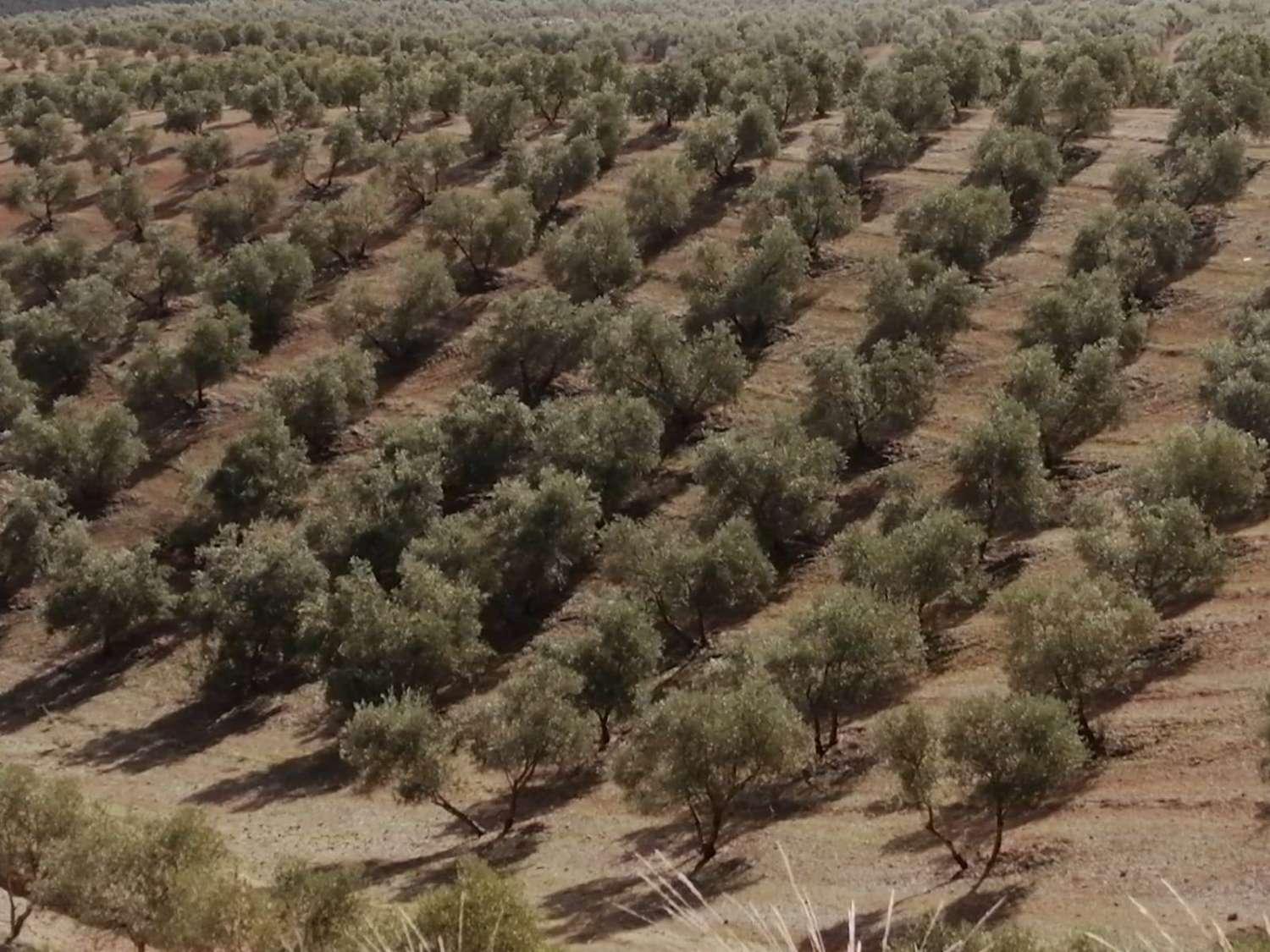 Finca en Venta en Sierra de Yeguas